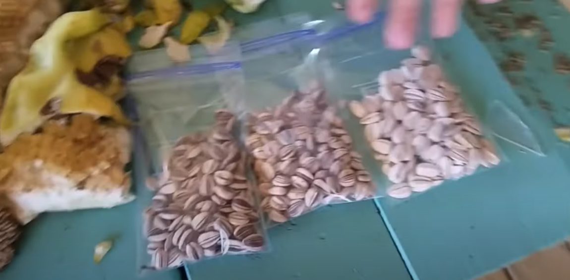 Why Do Baseball Players Eat Sunflower Seeds? SportProfy